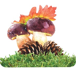 Элемент Грибы и шишки (100*100) 10-10.01-0009